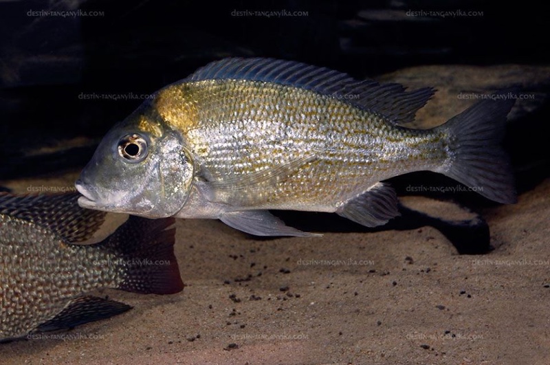 Tylochromis polylepis